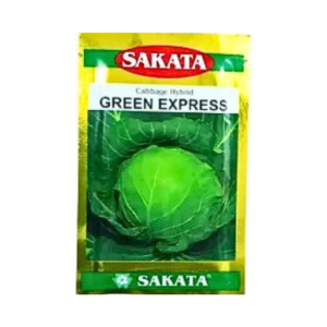 New Sakata Green Exprees hybrid Cabbage seeds