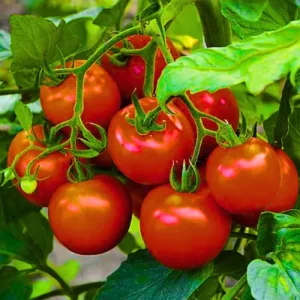 Organicbajar Best F1 Hybrid Tomato Seeds Organic Vegetable Seeds (129 Pis)