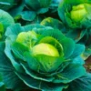 Organicbajar F1 Hybrid Cabbage Seeds Organic Vegetable Seeds (129 Pis)