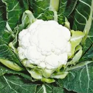 New Monsoon Queen Sita 002 F1 Hybrid Cauliflower Organic Vegetable Seeds (129 Pis)