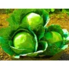Organicbajar Sonali 210 F1 Hybrid Cabbage Seeds Organic Vegetable Seeds (129 Pis)