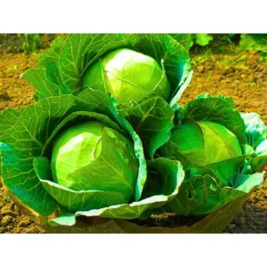 Organicbajar Sonali 210 F1 Hybrid Cabbage Seeds Organic Vegetable Seeds (129 Pis)