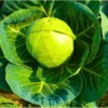 Organicbajar Nikita 99 F1 Hybrid Cabbage Seeds Organic Vegetable Seeds (129 Pis)
