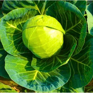 Organicbajar Nikita 99 F1 Hybrid Cabbage Seeds Organic Vegetable Seeds (129 Pis)