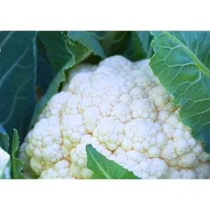 New Rabi 0005 F1 Hybrid Cauliflower Organic Vegetable Seeds (129 pis)