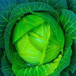 Organicbajar 007 F1 Hybrid Cabbage Seeds (129 Pis)