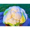 New Nikita F1 Hybrid Cauliflower Seeds (129 Pis)