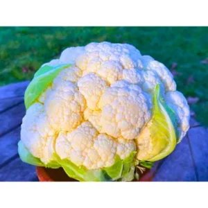 New Nikita F1 Hybrid Cauliflower Seeds (129 Pis)