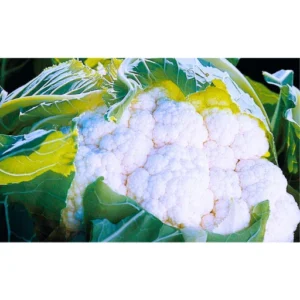 New Pooja F1 Hybrid Cauliflower Seeds (129 Pis)