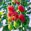 Rakhi Long F1 Hybrid Tomato Organic Vegetable Seeds
