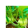 Organicbajar Nikita 008 F1 Hybrid kohlrabi Seeds Organic Vegetable Seeds (129 Pis)