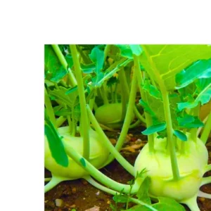 Organicbajar Nikita 008 F1 Hybrid kohlrabi Seeds Organic Vegetable Seeds (129 Pis)