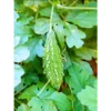 Organicbajar Kalinga F1 Hybrid Bitter Gourd Seeds 29 Pis