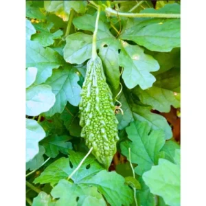 Organicbajar Kalinga F1 Hybrid Bitter Gourd Seeds 29 Pis
