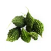 Organicbajar Shot Gun F1 Hybrid Bitter Gourd Seeds 29 Pis