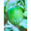 Organicbajar Puja F1 Hybrid Brinjal Seeds 129 Pis