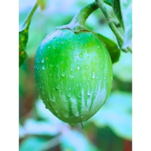 Organicbajar Puja F1 Hybrid Brinjal Seeds 129 Pis