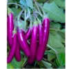 Organicbajar Viraj F1 Hybrid Brinjal Seeds 129 Pis