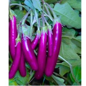 Organicbajar Viraj F1 Hybrid Brinjal Seeds 129 Pis