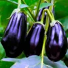 Organicbajar Arpita 08 Viraj F1 Hybrid Brinjal Seeds 129 Pis