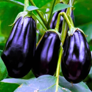 Organicbajar Arpita 08 Viraj F1 Hybrid Brinjal Seeds 129 Pis