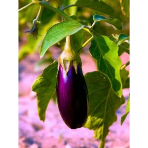 Organicbajar Anu F1 Hybrid Brinjal Seeds 129 Pis