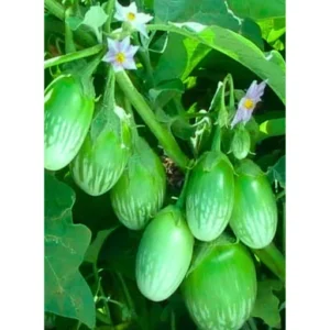 Organicbajar Ritu F1 Hybrid Brinjal Seeds 129 Pis