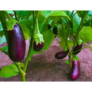 Organicbajar Rekha F1 Hybrid Brinjal Seeds 129 Pis
