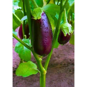 Organicbajar Rupali F1 Hybrid Brinjal Seeds 129 Pis