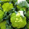 Organicbajar Soni F1 Hybrid Broccoli Seeds 129 Pis