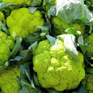 Organicbajar Soni F1 Hybrid Broccoli Seeds 129 Pis