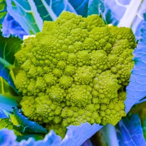 Organicbajar Shruti F1 Hybrid Broccoli Seeds 129 Pis
