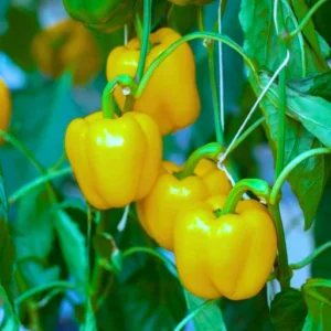 Organicbajar Anu F1 Hybrid Capsicum Seeds 129 Pis