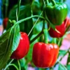 Organicbajar Chintu F1 Hybrid Capsicum Seeds 129 Pis