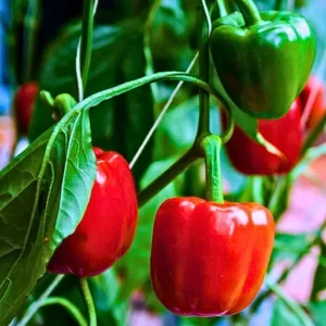 Organicbajar Chintu F1 Hybrid Capsicum Seeds 129 Pis