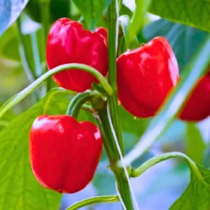 Organicbajar Red Queen F1 Hybrid Capsicum Seeds 129 Pis