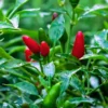 Organicbajar Rina F1 Hybrid Chilli Seeds 129 Pis