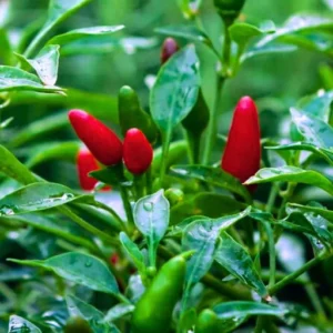Organicbajar Rina F1 Hybrid Chilli Seeds 129 Pis