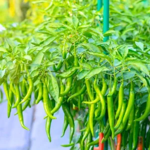 Organicbajar SVD F1 Hybrid Chilli Seeds 129 Pis