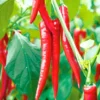 Organicbajar Megha F1 Hybrid Chilli Seeds 129 Pis