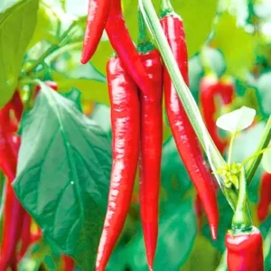 Organicbajar Megha F1 Hybrid Chilli Seeds 129 Pis