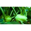 Organicbajar Ritika 125 F1 Hybride Kholrabi Seeds 129 Pis