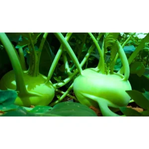 Organicbajar Ritika 125 F1 Hybride Kholrabi Seeds 129 Pis