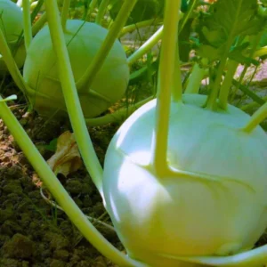 Organicbajar Radhika F1 Hybrid Kholrabi Seeds 129 Pis
