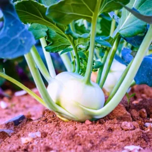 Organicbajar Anu F1 Hybrid Kholrabi Seeds 129 Pis