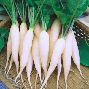 Organicbajar Rekha F1 Hybrid Radish Seeds 129 Pis