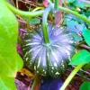 Organicbajar Ritu 08 F1 Hybrid Pumpkin Seeds 39 Pis