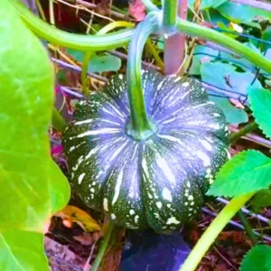 Organicbajar Ritu 08 F1 Hybrid Pumpkin Seeds 39 Pis