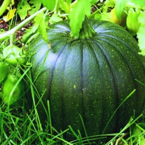 Organicbajar Rekha F1 Hybrid Pumpkin Seeds 129 Pis