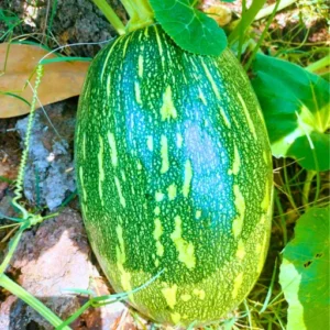 Organicbajar AC80 F1 Hybrid Pumpkin Seeds 39 Pis